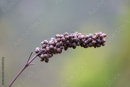 Quadro su tela Dry seeds of chaste tree or vitex