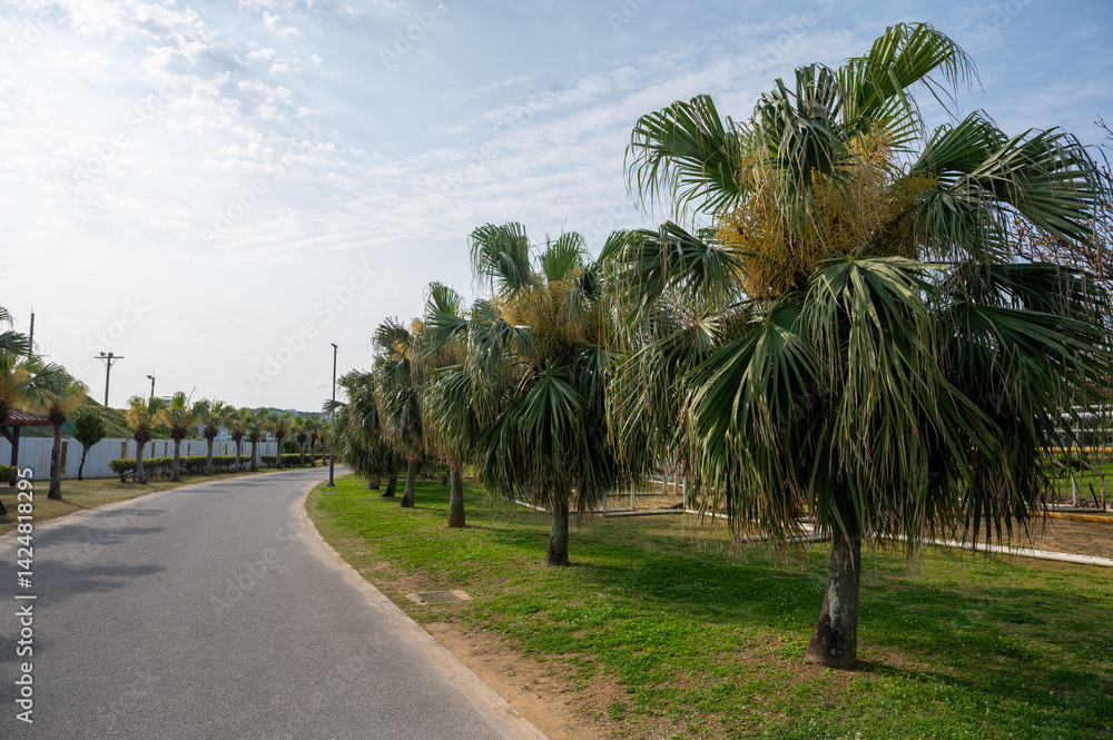 Obraz premium ヤシの木が並ぶ道
