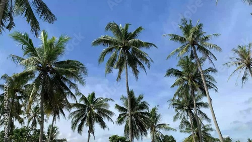 Wallpaper Mural The beauty of coconut trees with blue sky behind them and clean atmosphere. 4k quality Torontodigital.ca