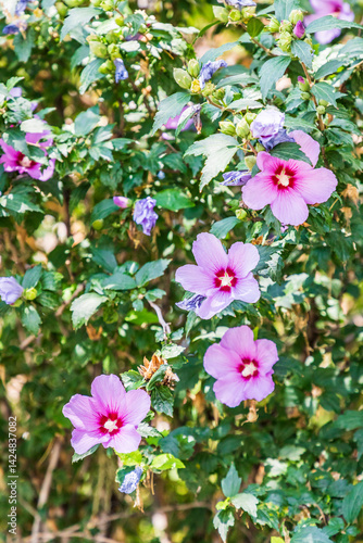 Armenia. Armavir Province. Vagharshapat. Flowers on the grounds of the Gevorkian Theological Seminary.