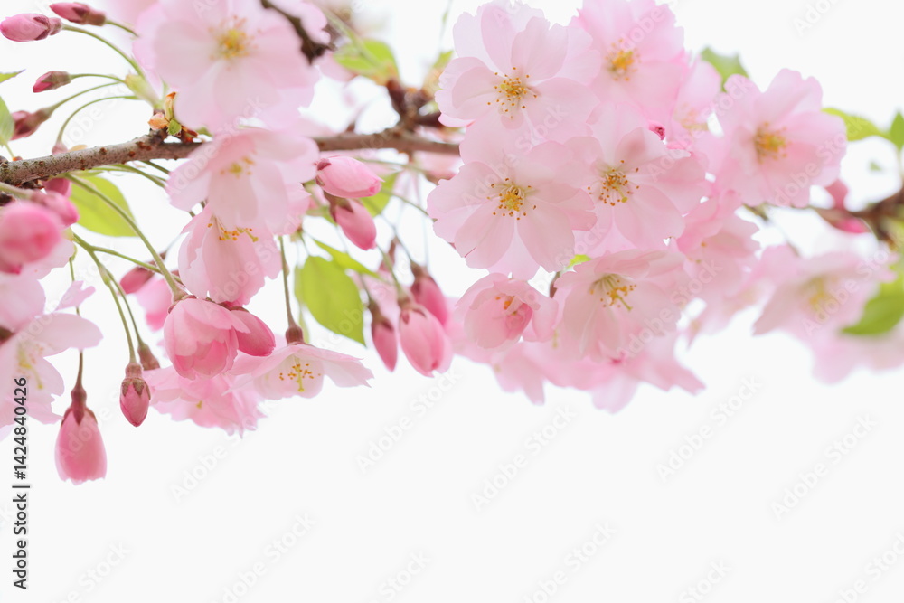 Obraz premium 淡いピンクの思川桜のクローズアップ 白背景