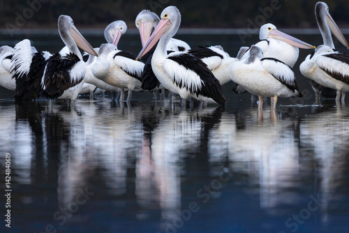 Australian pelicans (Pelecanus conspicillatus), Corunna Lake, NSW, July 2024