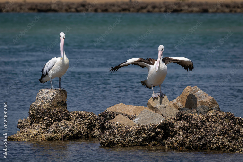 Obraz premium Australian pelican (Pelecanus conspicillatus), Narooma, NSW, February 2025