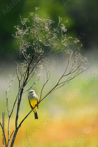 Kingbird on branch