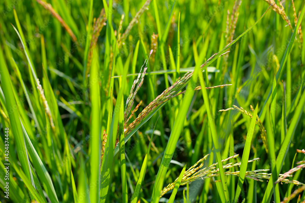 Obraz premium Rice plants in a field, green leaves with young grains of rice.