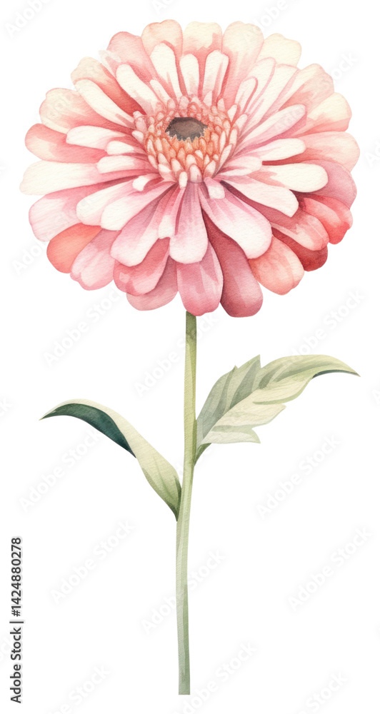PNG Watercolor zinnia flower dahlia petal plant.