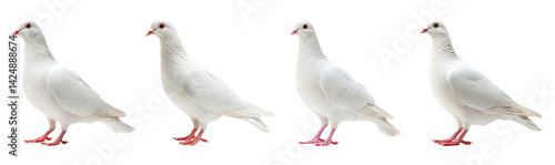 Obraz na płótnie White Pigeons on Transparent Background Displaying Different Angles w salonie