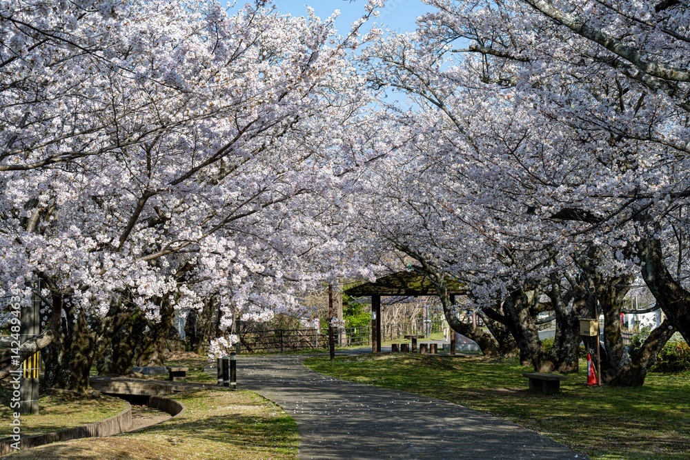 Naklejka premium 中津市大貞の桜