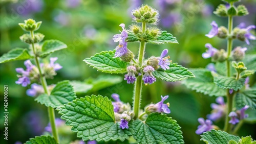 Nepeta Cataria: Lush Green Catnip Plant in Full Bloom, Rule of Thirds Composition
