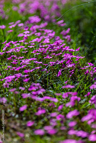Pink Carpet of Wildflowers Under the Sunlight
