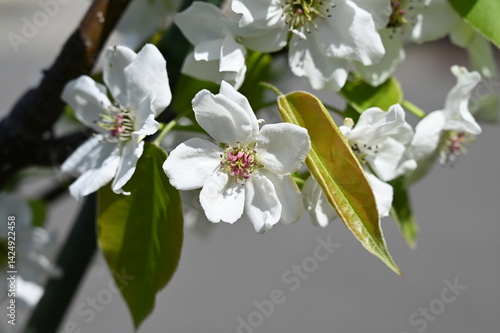 White apple blossom