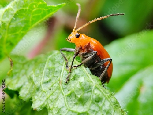 Aulacophora indica or orange beetle walking on a green leaf with a blurred background 
