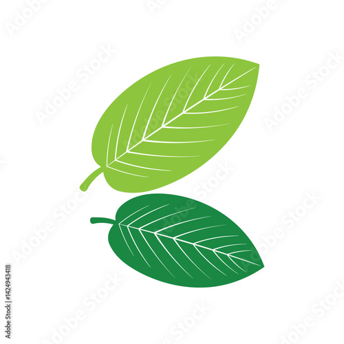 Guava leaf vector image