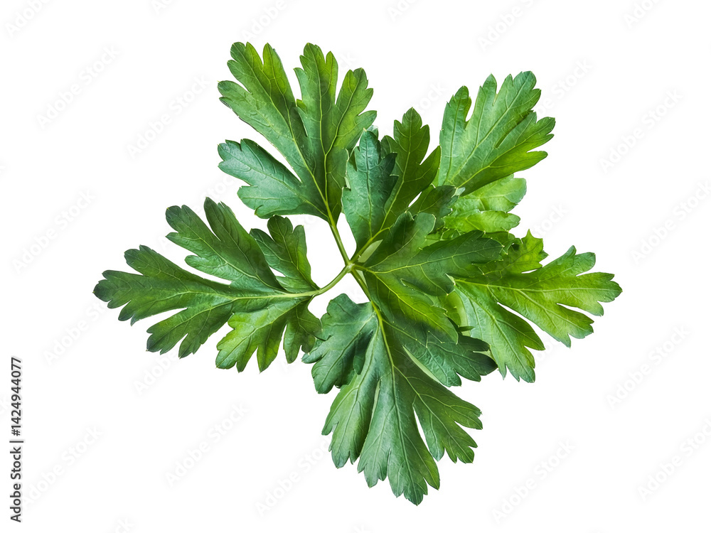 Fototapeta premium fresh parsley leaves isolated on white background