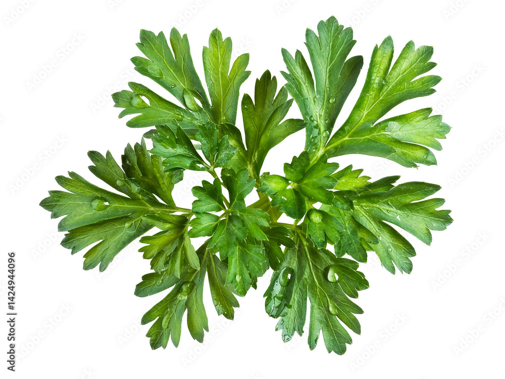 Fototapeta premium fresh parsley isolated on white background