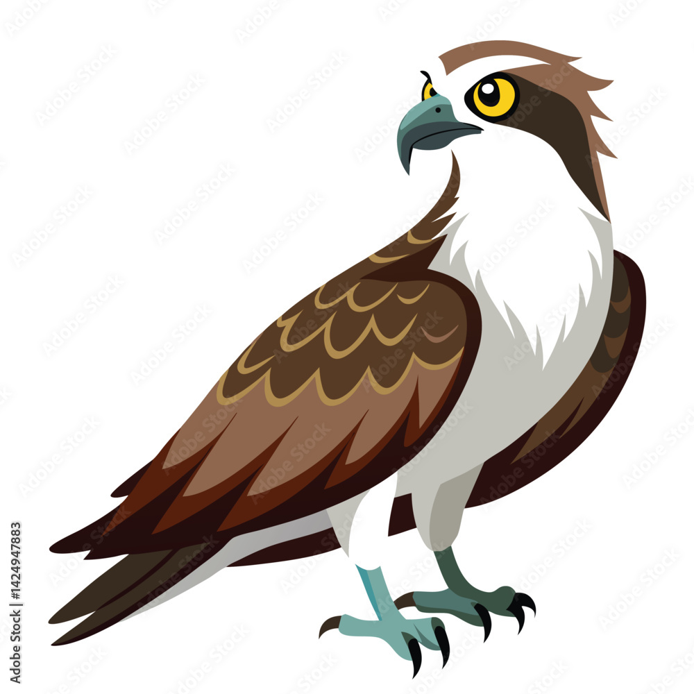 Ospreys birds set shilhotee vector isolated on white background Ospreys birds set shilhotee vector isolated on white background