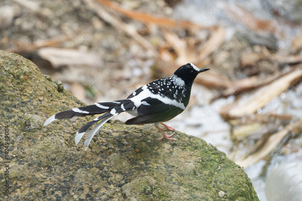 Fototapeta premium Spotted Forktail in close-up. The Spotted Forktail (Enicurus maculatus) is a small, black-and-white bird in South Asia, known for its distinctively long, forked tail.