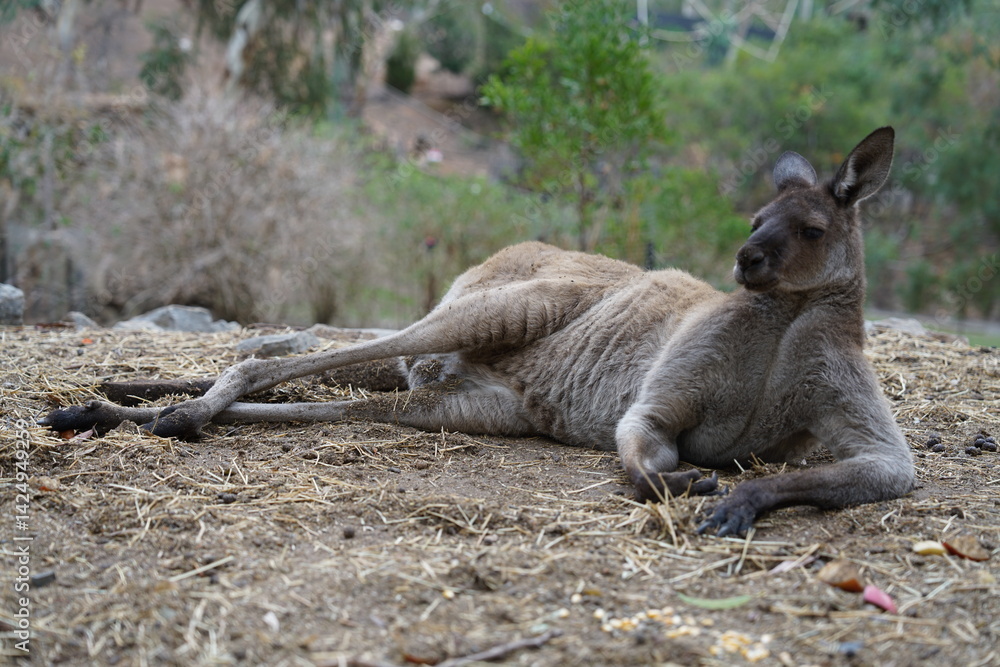 Naklejka premium Relaxed Kangaroo Sitting Upright