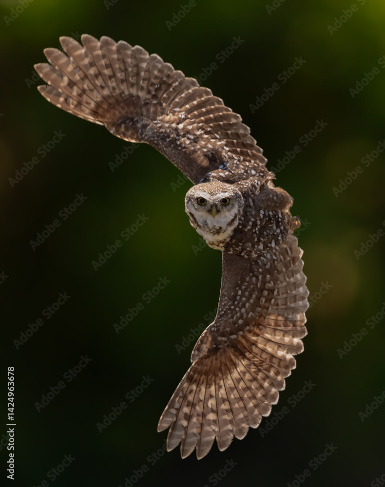 Fototapeta premium A burrowing owl in Florida 