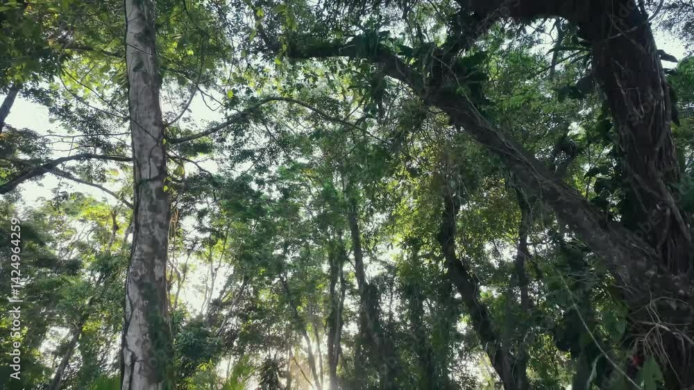 sun shining through trees