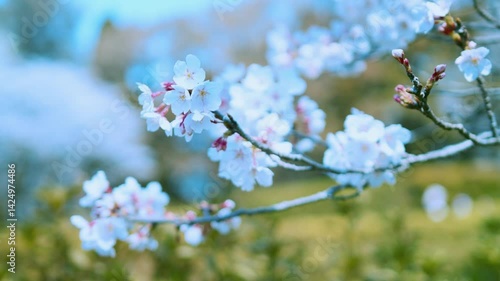 春風に揺れる桜と木々の自然風景