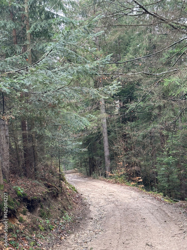 A scenic forest pathway surrounded by tall green trees during the daytime