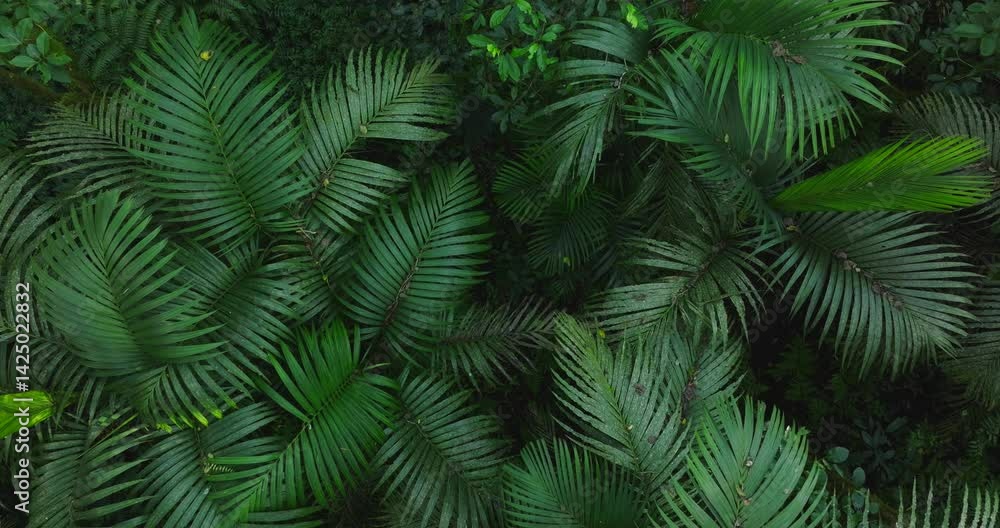 Lush leaves background in tropical forest Lush leaves background in tropical forest