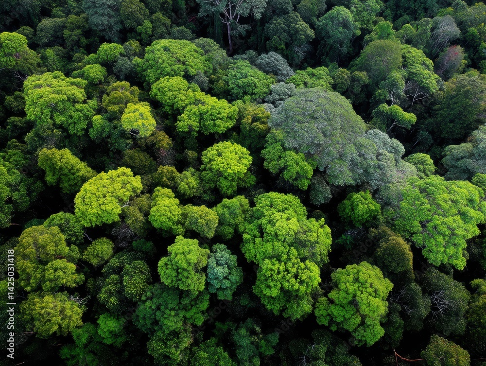 Lush Green Canopy Aerial View of a Tropical Rainforest from Above Nature Landscape Vibrant Ecosystem Lush Green Canopy Aerial View of a Tropical Rainforest from Above Nature Landscape Vibrant Ecosystem