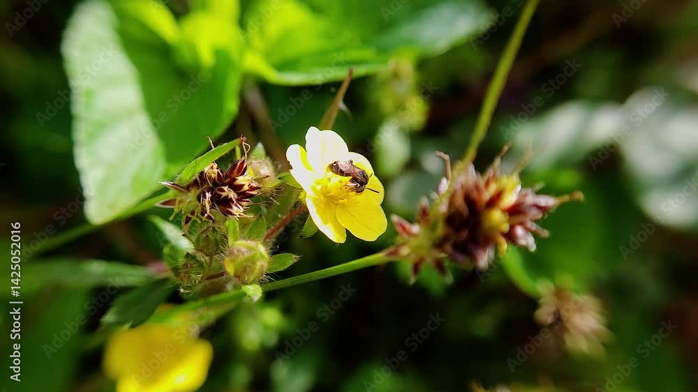 한국,구리꼬마꿀벌,꿀벌,꽃,꿀,Korea, flowers, honeybees, honey 한국,구리꼬마꿀벌,꿀벌,꽃,꿀,Korea, flowers, honeybees, honey