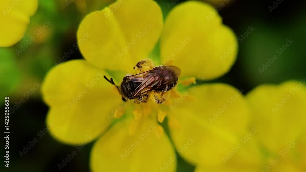 한국,구리꼬마꿀벌,꿀벌,꽃,꿀,Korea, flowers, honeybees, honey 한국,구리꼬마꿀벌,꿀벌,꽃,꿀,Korea, flowers, honeybees, honey