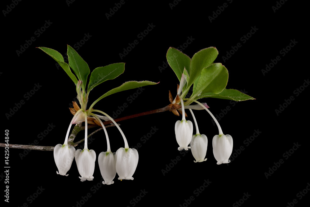 Blooming of Japanese enkianthus (Enkianthus perulatus) in Japan in April