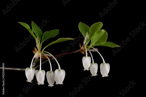 Obraz na płótnie Blooming of Japanese enkianthus (Enkianthus perulatus) in Japan in April w salonie