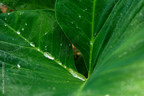  Glistening water droplets on the broad green leaves of a vibrant taro plant