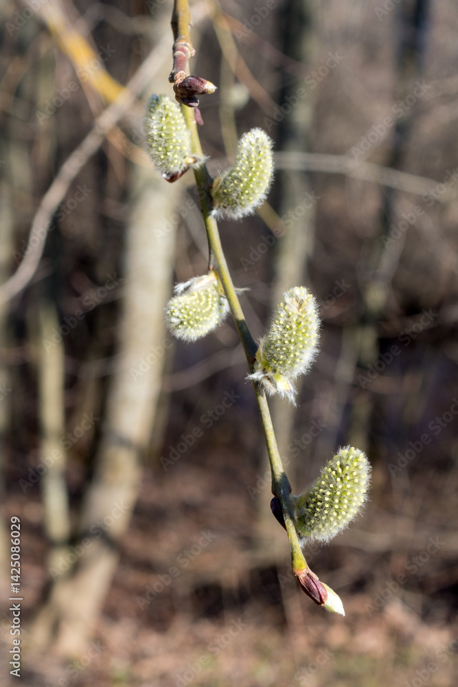 willow branches with green buds willow branches with green buds