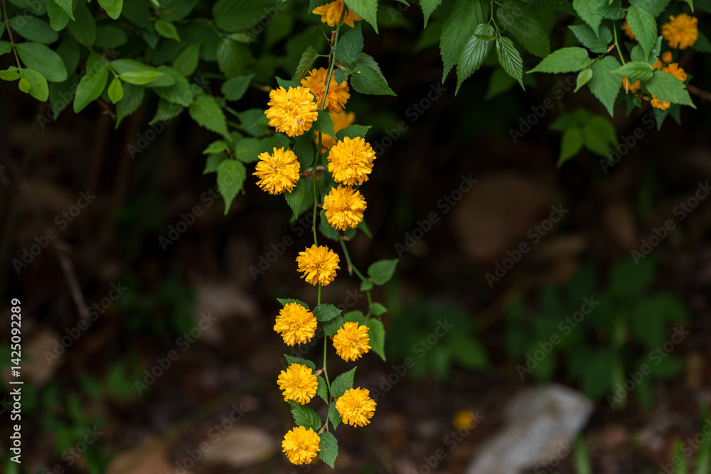 Close-up photo of orange Japanese rose (Kerria japonica) flowers blooming in spring Close-up photo of orange Japanese rose (Kerria japonica) flowers blooming in spring