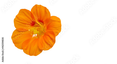 Wallpaper Mural Close up of a vibrant orange nasturtium flower in bloom against a stark black background space for text Torontodigital.ca
