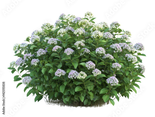 Hydrangea macrophylla bush in bloom, isolated against black backdrop, beautiful blooming