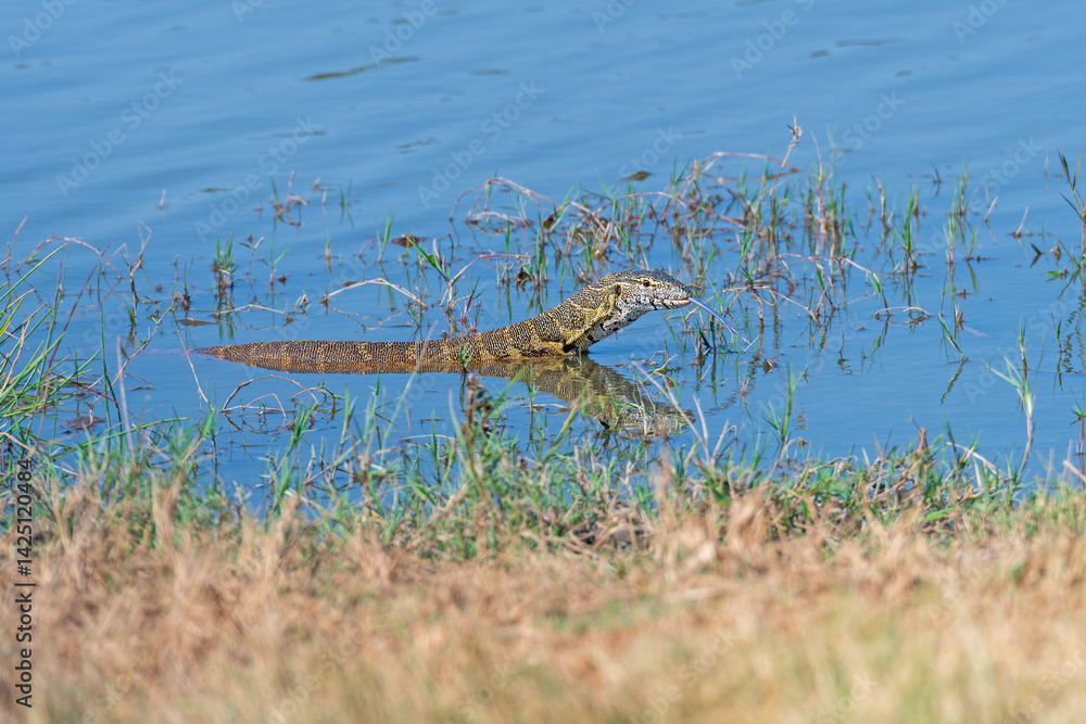 Nile Monitor Lizard in a Waterhole