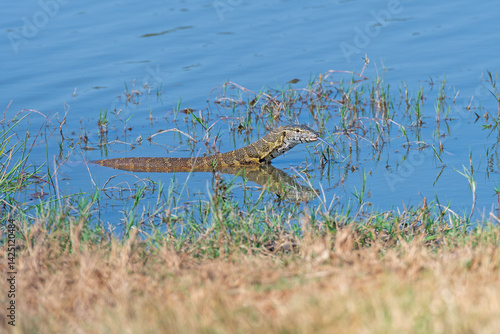 Obraz na płótnie Nile Monitor Lizard in a Waterhole w salonie