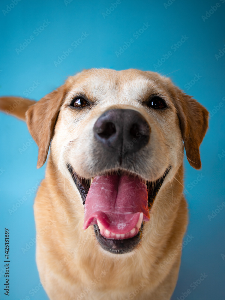 Senior smiling golden labrador retriever portrait headshot on blue background Senior smiling golden labrador retriever portrait headshot on blue background