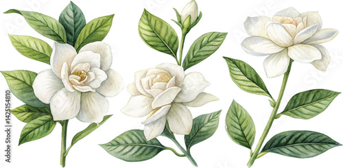 Watercolor Gardenia Flowers
