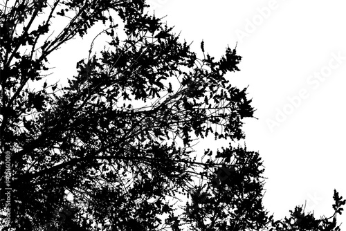 Vector illustration of a large young spring branch of a elm tree