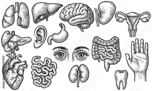 Hand Drawn Human Organs Set