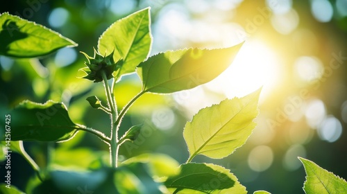 Sunlit green leaves in nature close-up photography vibrant environment morning light effects