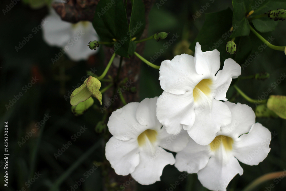 Obraz premium Mandevilla Alice du Pont