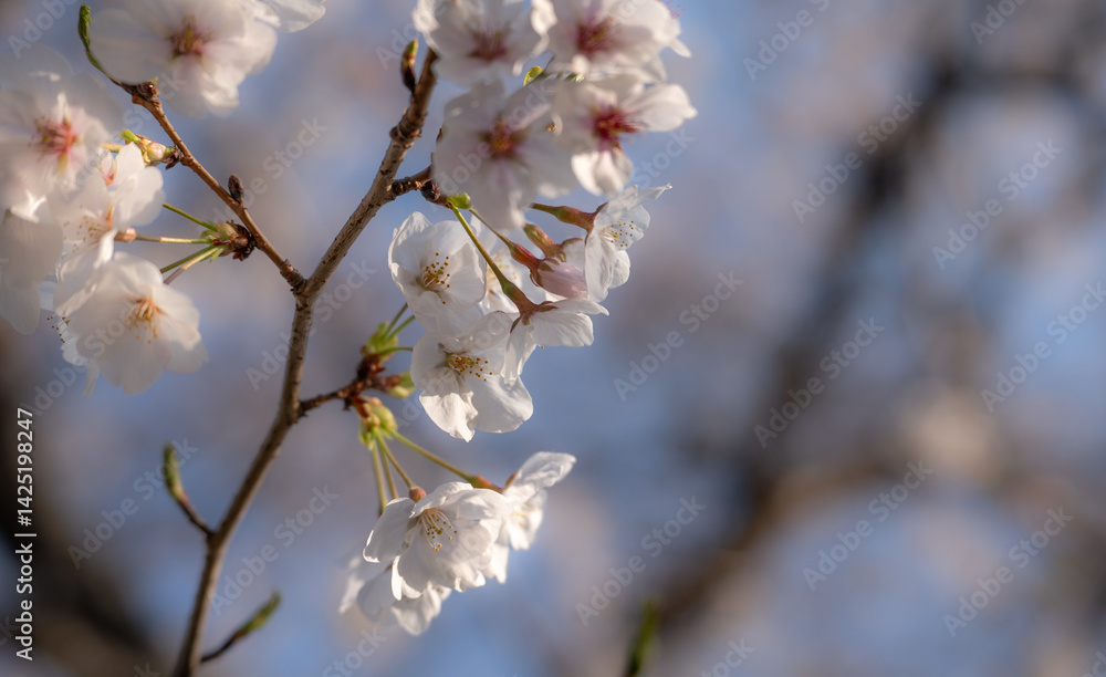 日本の春を彩る桜の花 日本の春を彩る桜の花