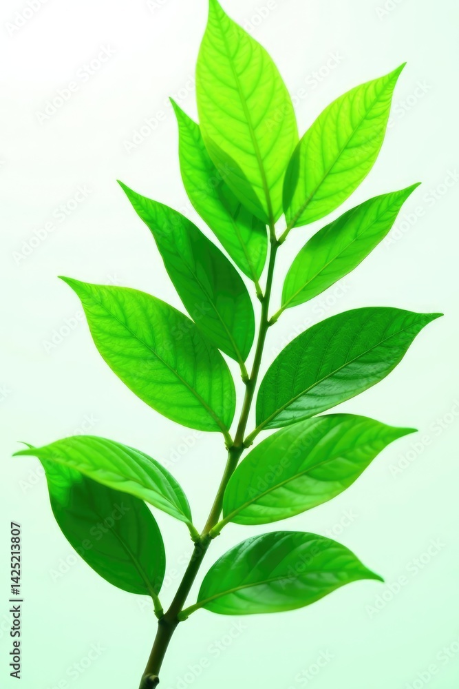 Naklejka premium Leafy green foliage isolated on white background, leaf, naturephotography, green leaves