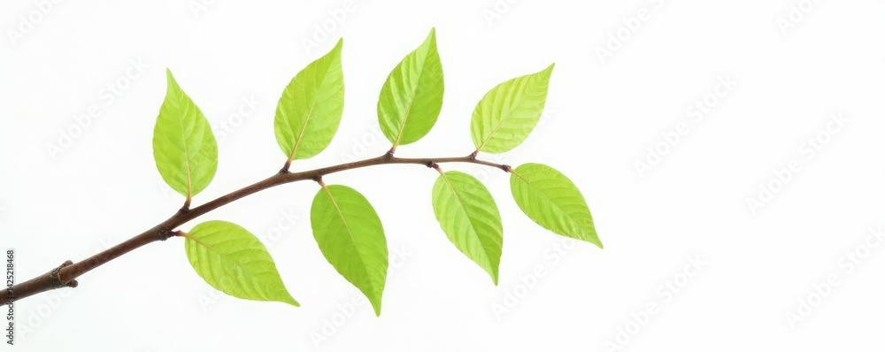 Fototapeta premium Single isolated birch branch on white background with water droplets, minimalist, branches, nature