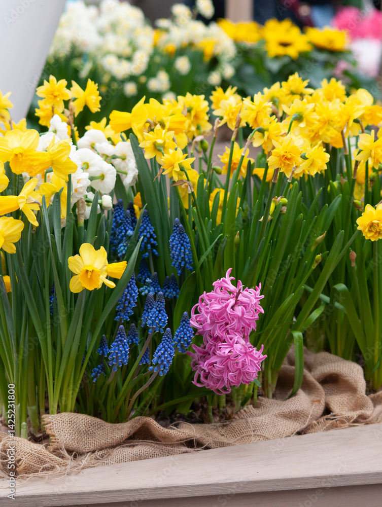 White Double daffodils Narcissus at garden