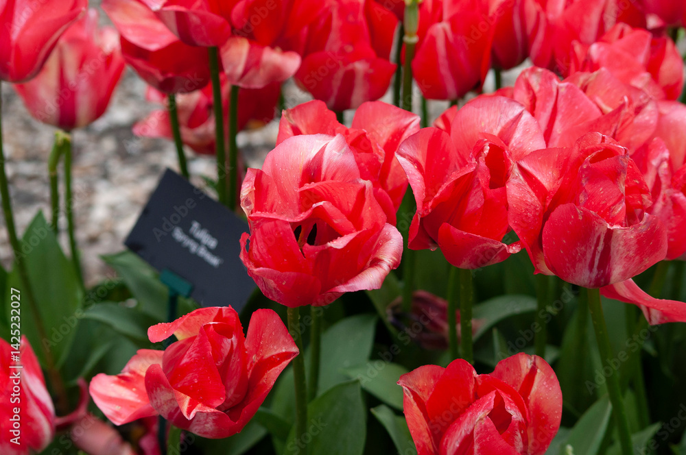 Keukenhof park of flowers and tulips in the Netherlands. Beautiful outdoor scenery at Holland